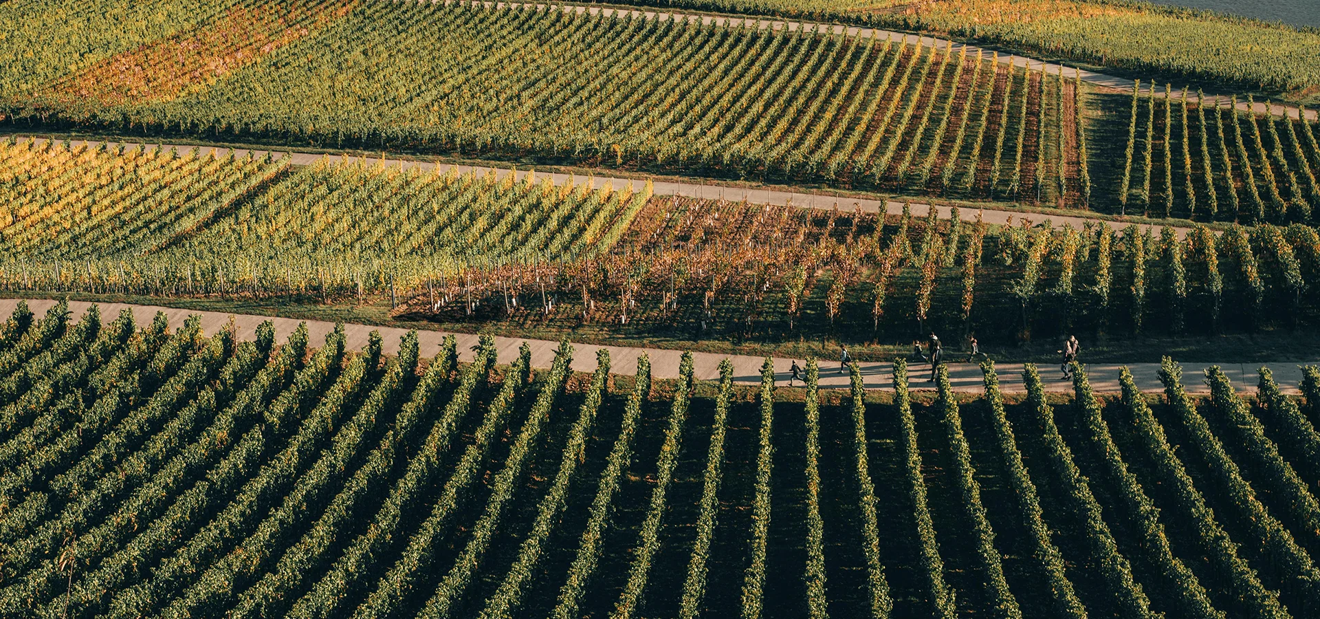 Côte de Beaune at the Ruchotte Farm